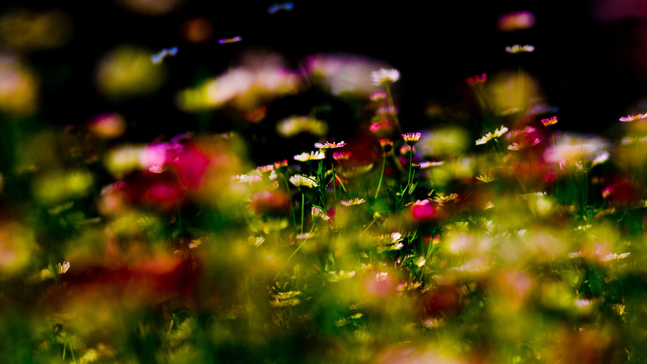 fiore fiori parco giardino erba fiori foresta macro natura