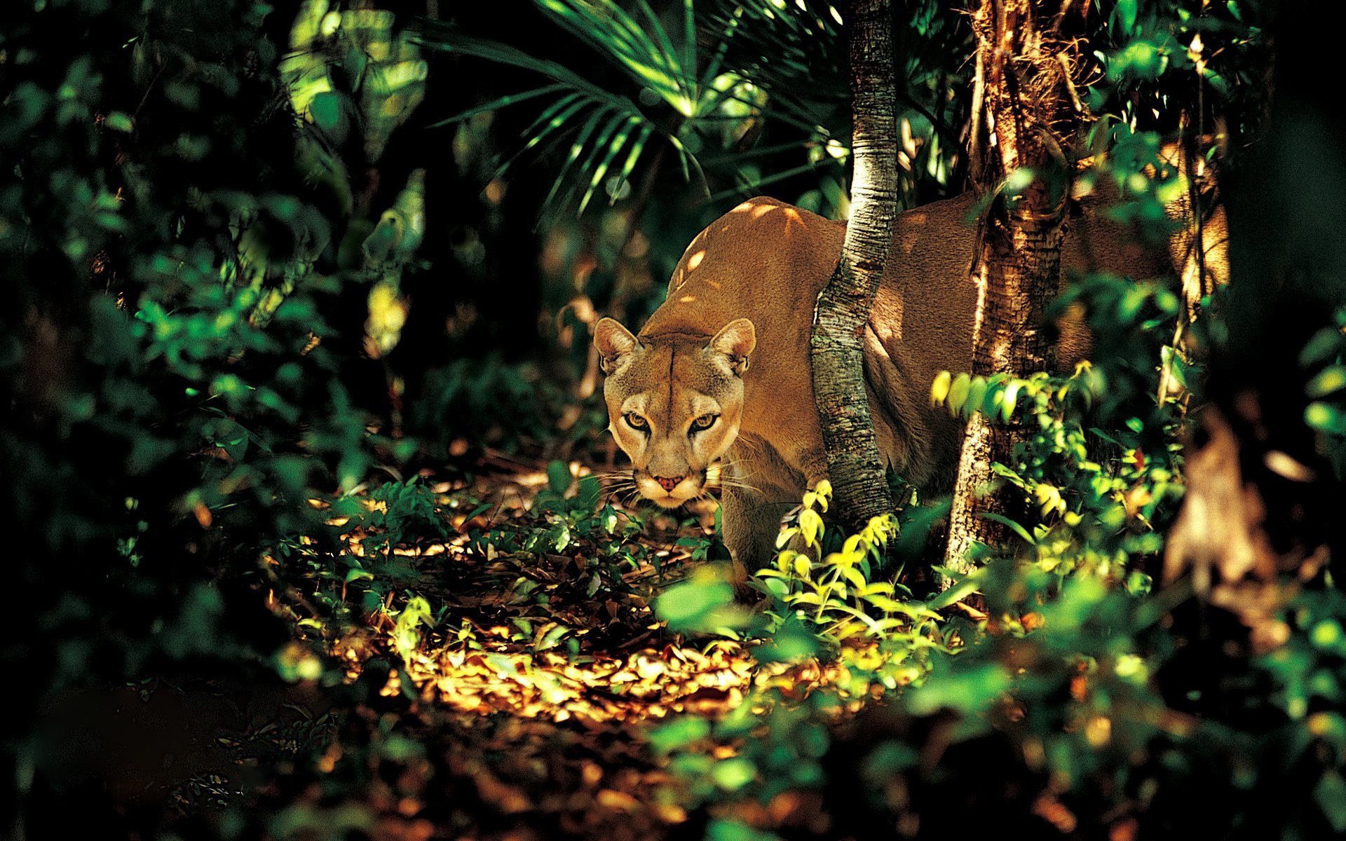 vista árboles puma vegetación depredador selva bosque hierba rayos de luz sombra gato grande