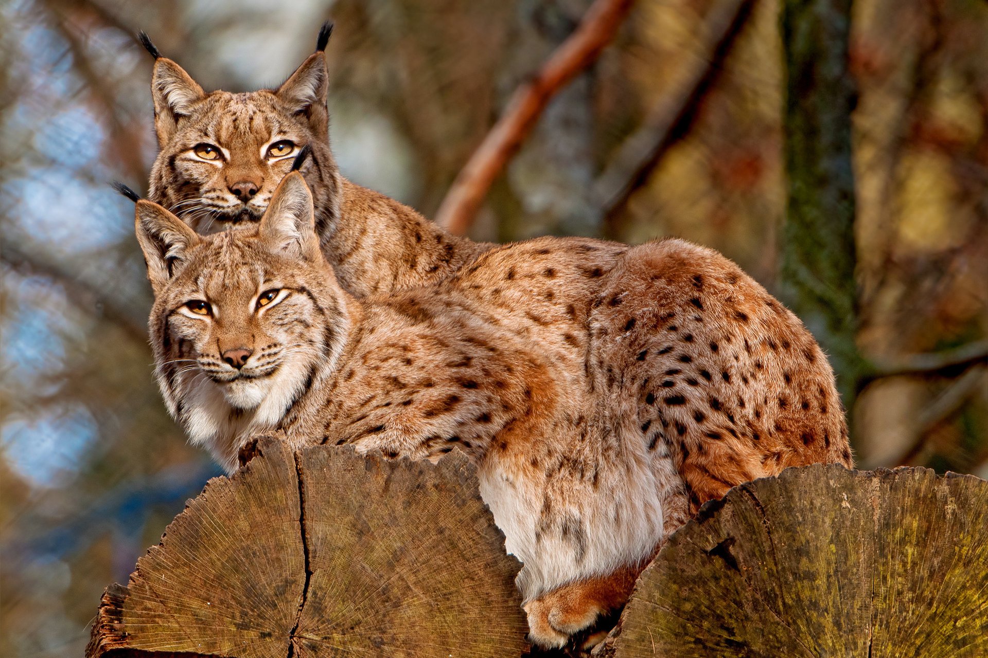 luchs am baum zwei tier paar raubtiere blick augen