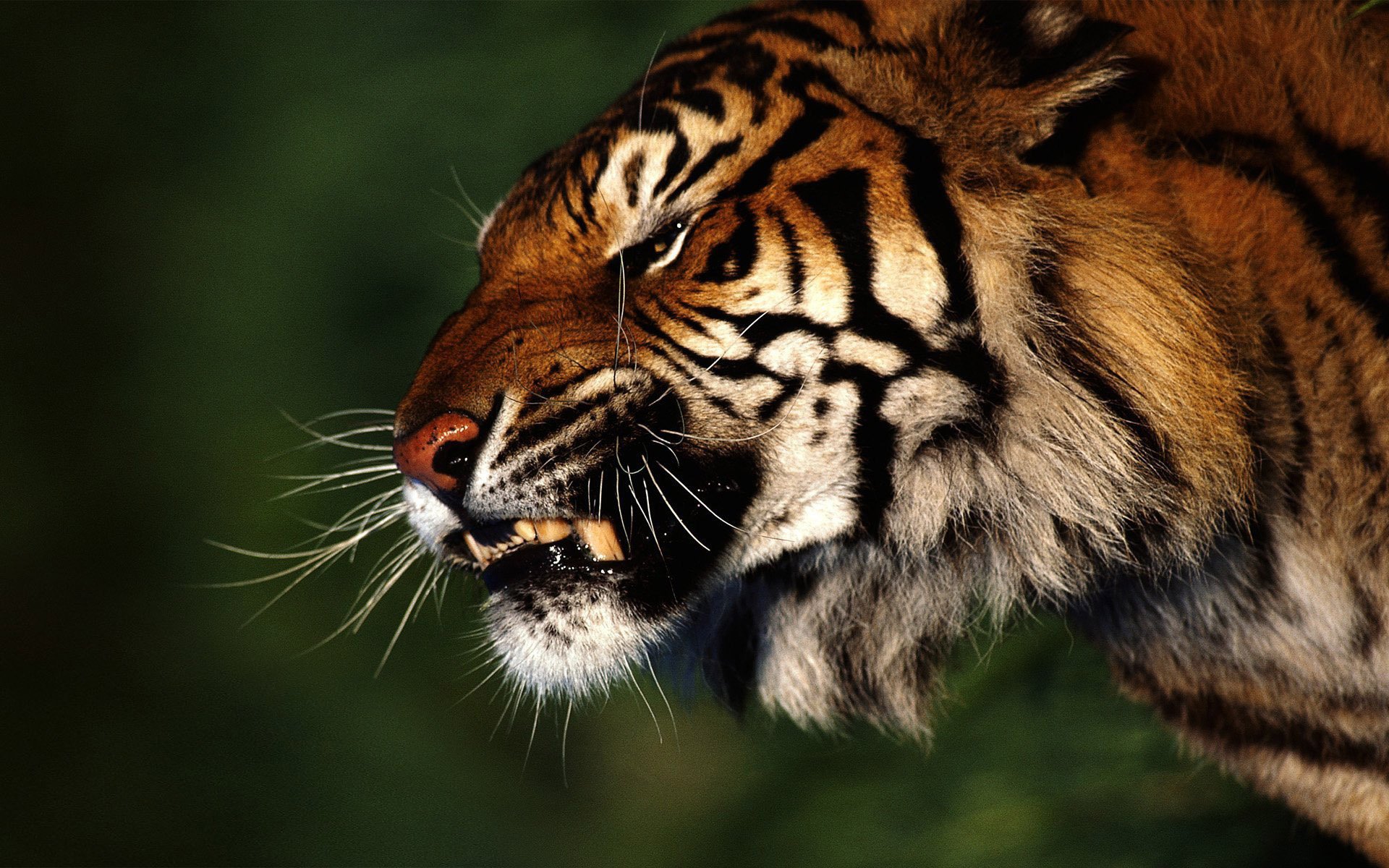 forest tiger anger profile predator grin aggression fangs rage muzzle mustache nose teeth background animals feline look kitty-kitty-meow-meow