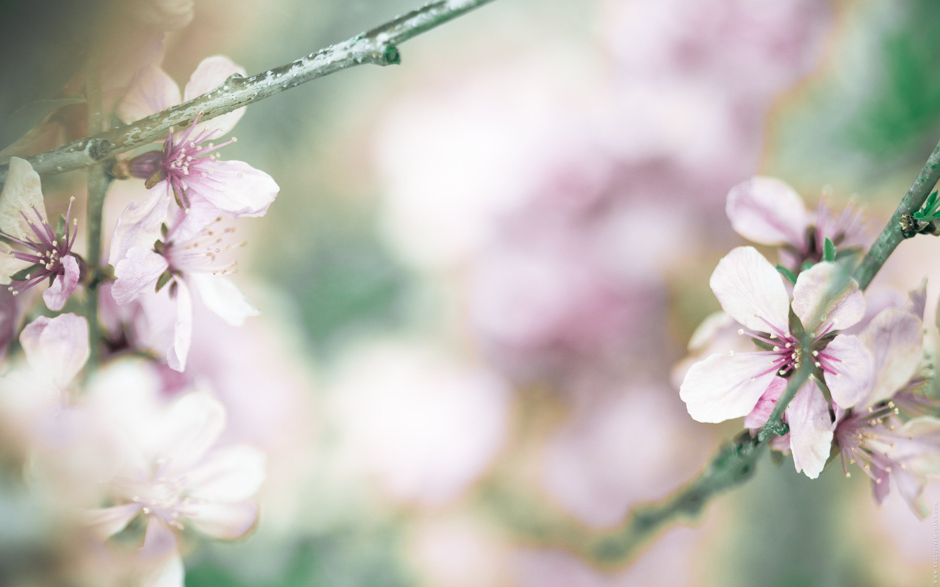 flowers wallpaper cherry spring branch petals photo flowering greens focus pink