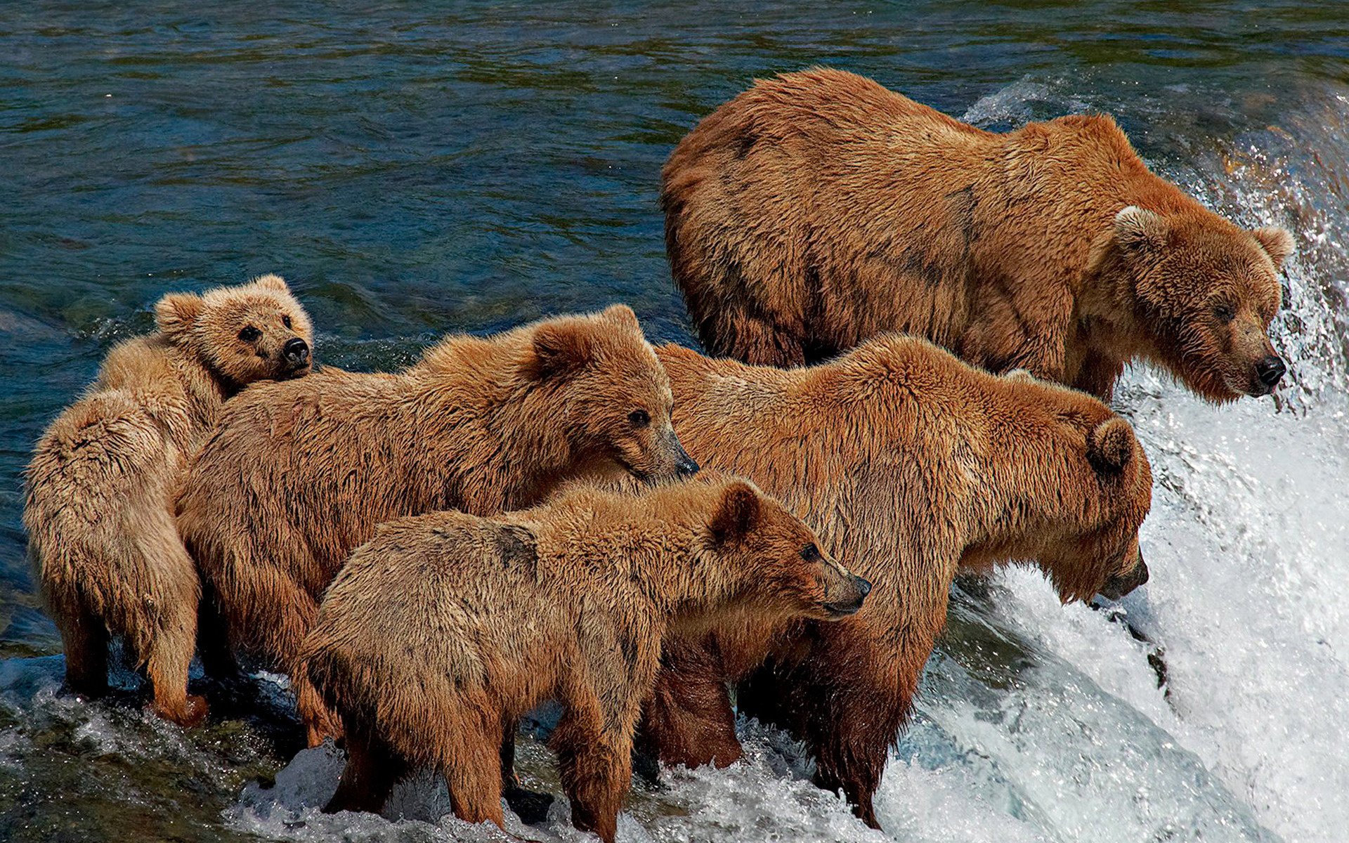 bären strömung fünf familie fluss angeln baden wasserloch bären tiere klumpfuß