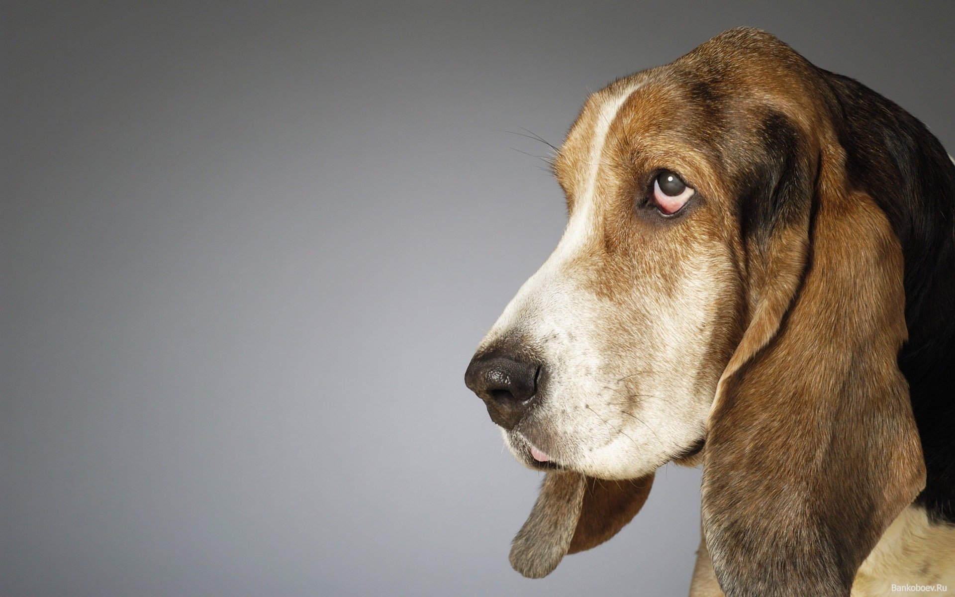 perro basset amigo ojos oídos fondo animales perros vista hocico guau-guau-guau-guau