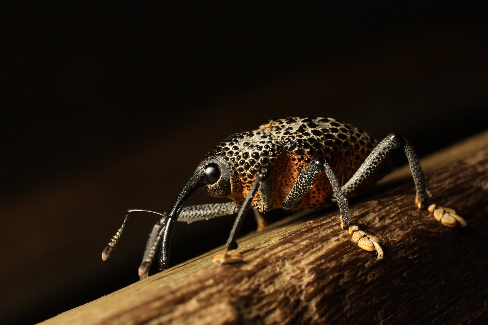 gorgojo insecto macro fondo negro madera animales ojos