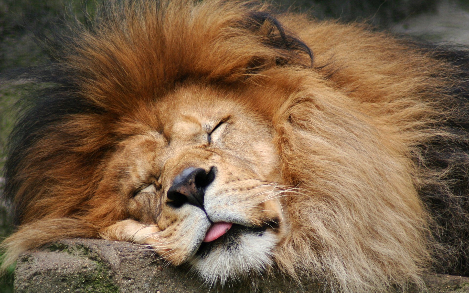 lion langue dormir crinière prédateur nez laine sommeil museau animaux félin prédateurs