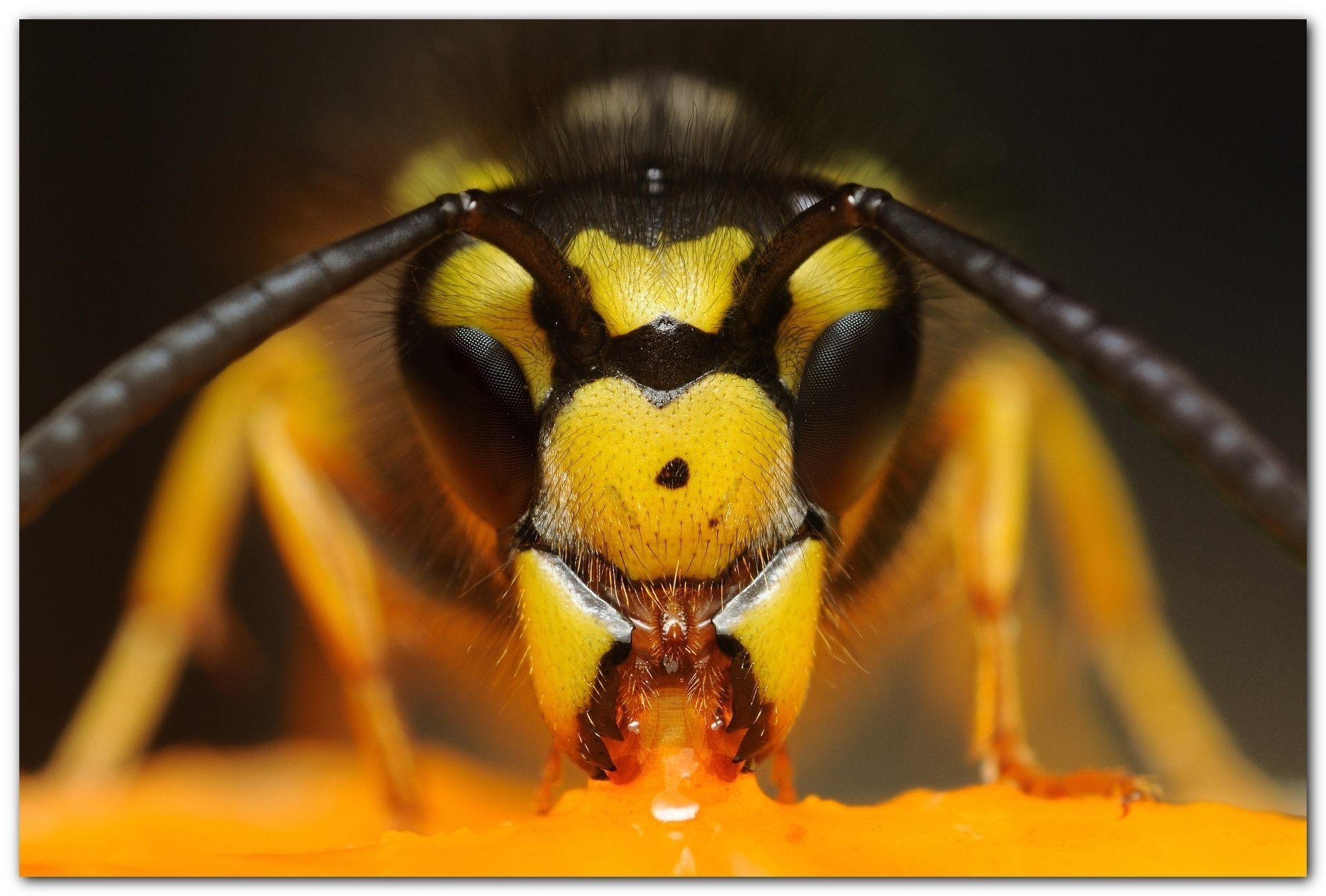 mandarinen-hornisse augen kopf makro insekten tiere