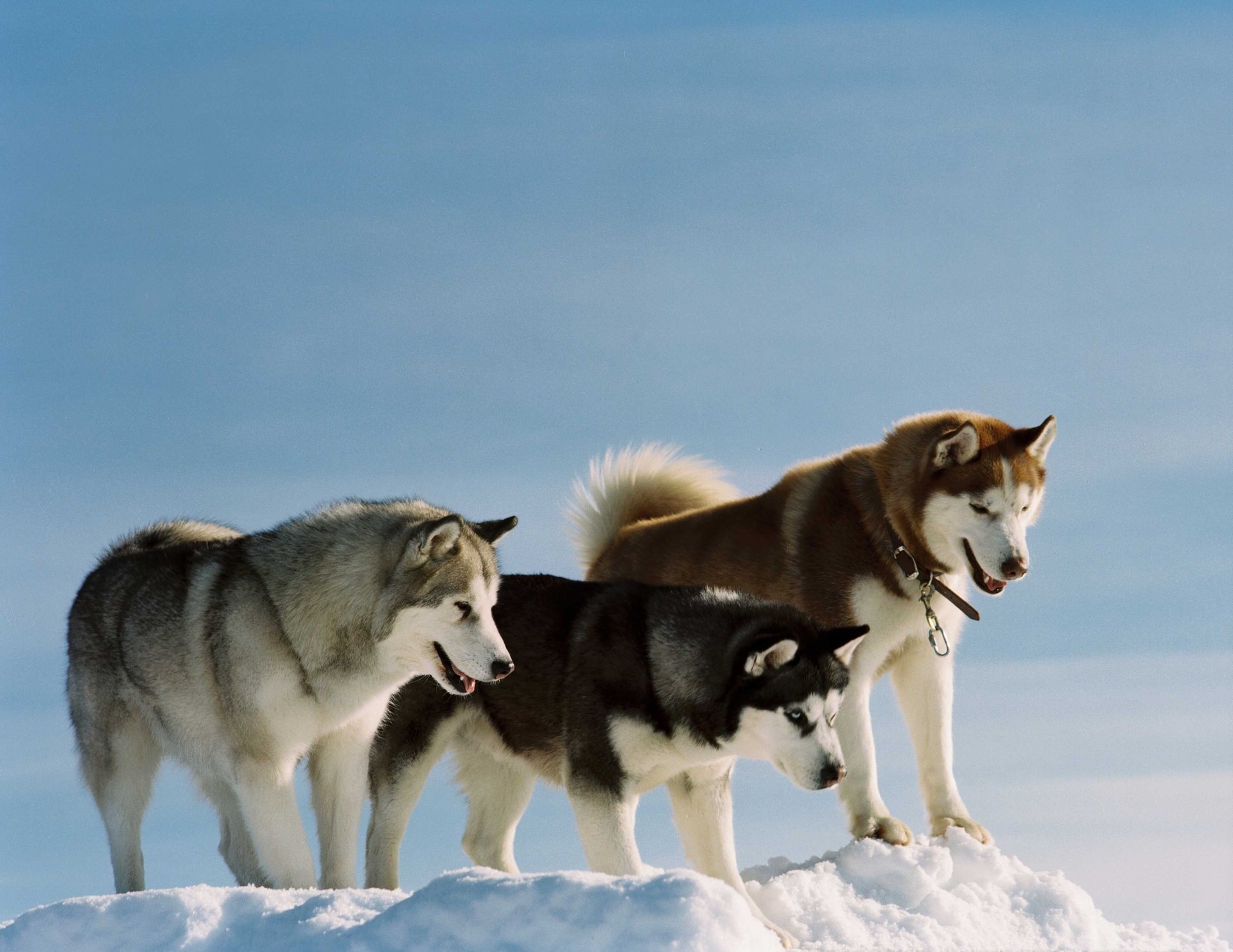 dogs huskies breed color dogs winter snow wool look