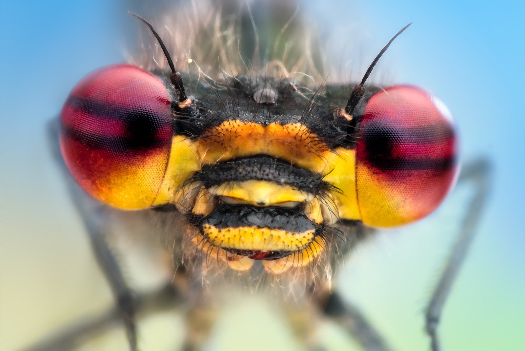 dragonfly yeux libellule insecte gros plan animaux