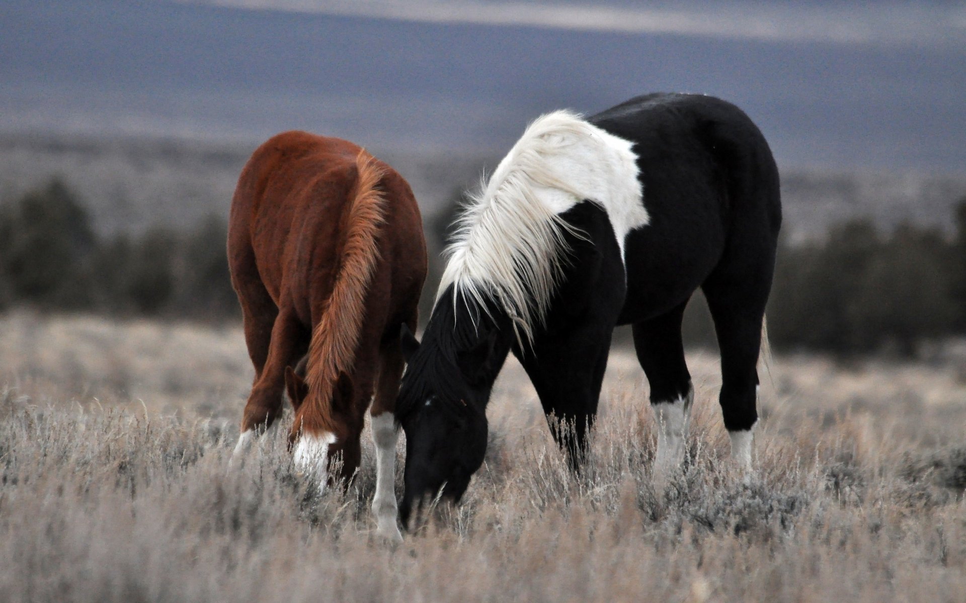 pair a couple of horses walk horse grass field pasture ungulates peg crow red