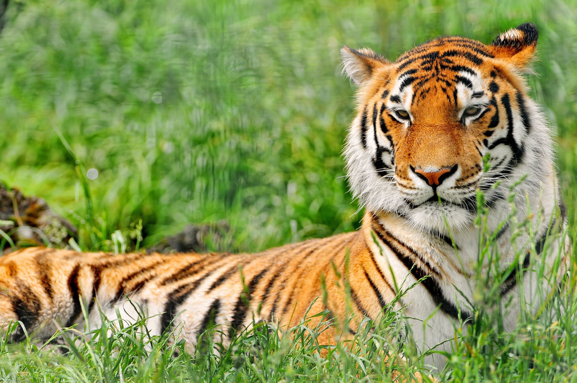 tigre hierba descanso depredador vegetación hocico animales felinos vista gato-gato-miau-miau depredadores