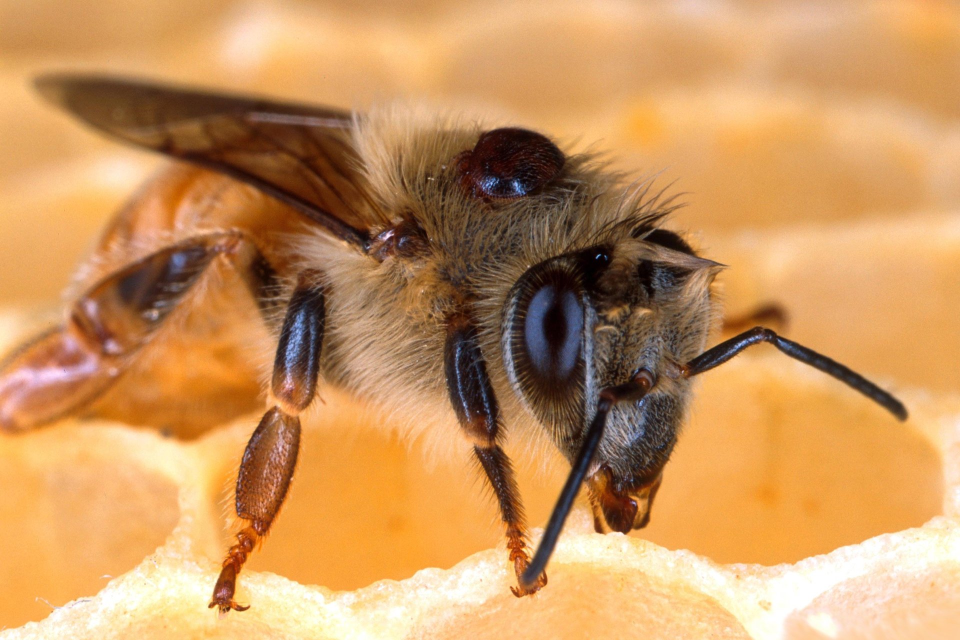 abeja miel panal estructura macro fondo insecto animales