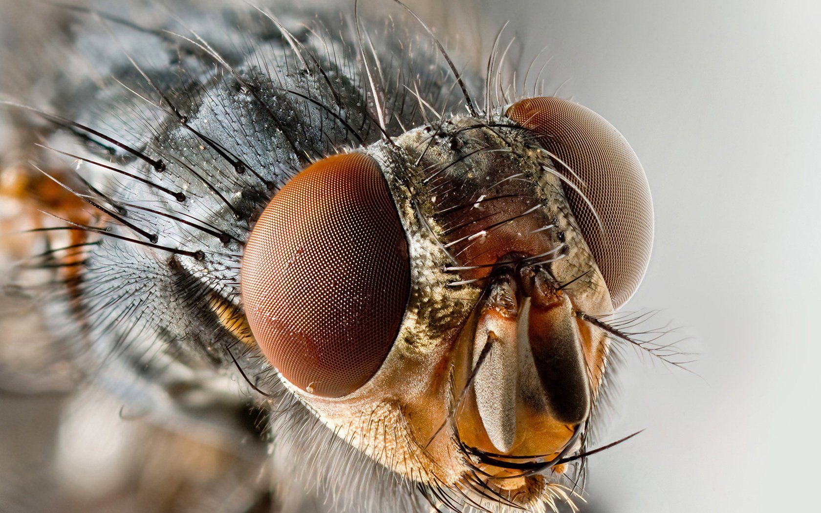 mosca testa occhi sfaccettature macro insetti