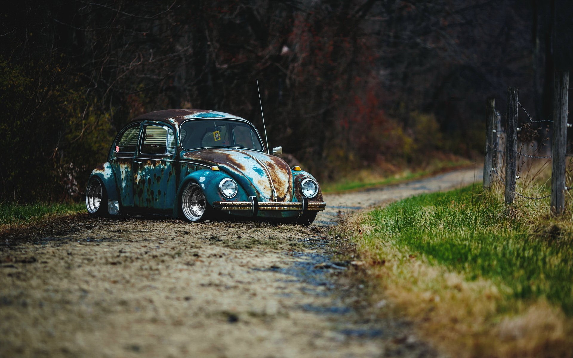 käfer ratten-stamm auto vw