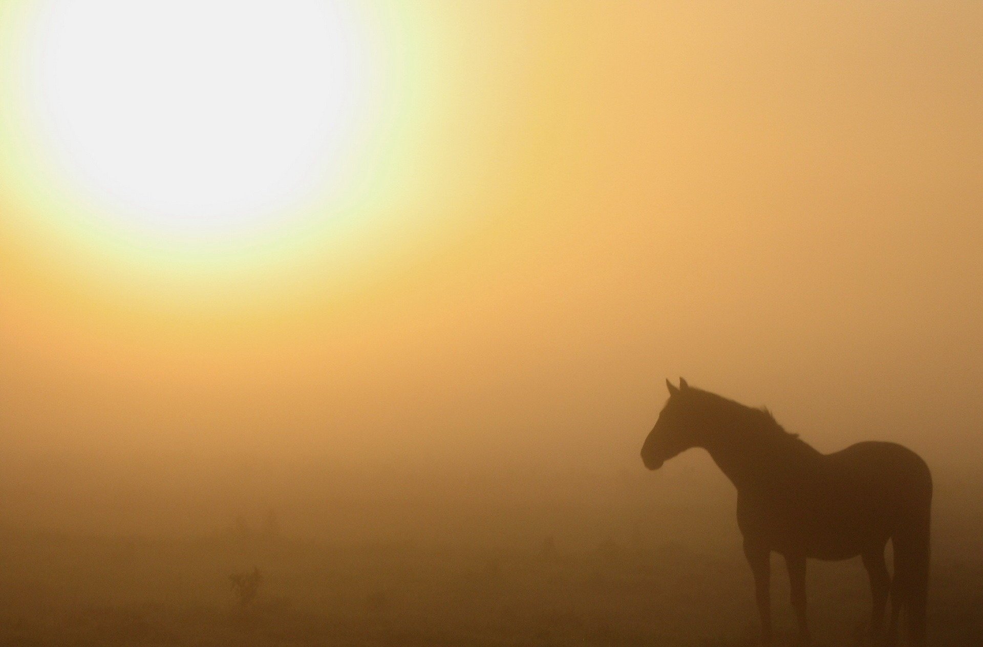 matin cheval nature brouillard soleil chaleur grisaille ongulés