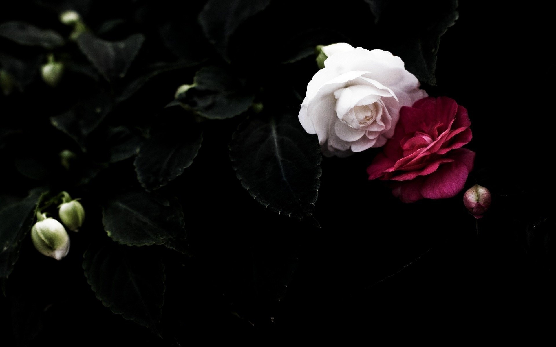 noir fleurs pétales feuilles rouge blanc fond roses couple