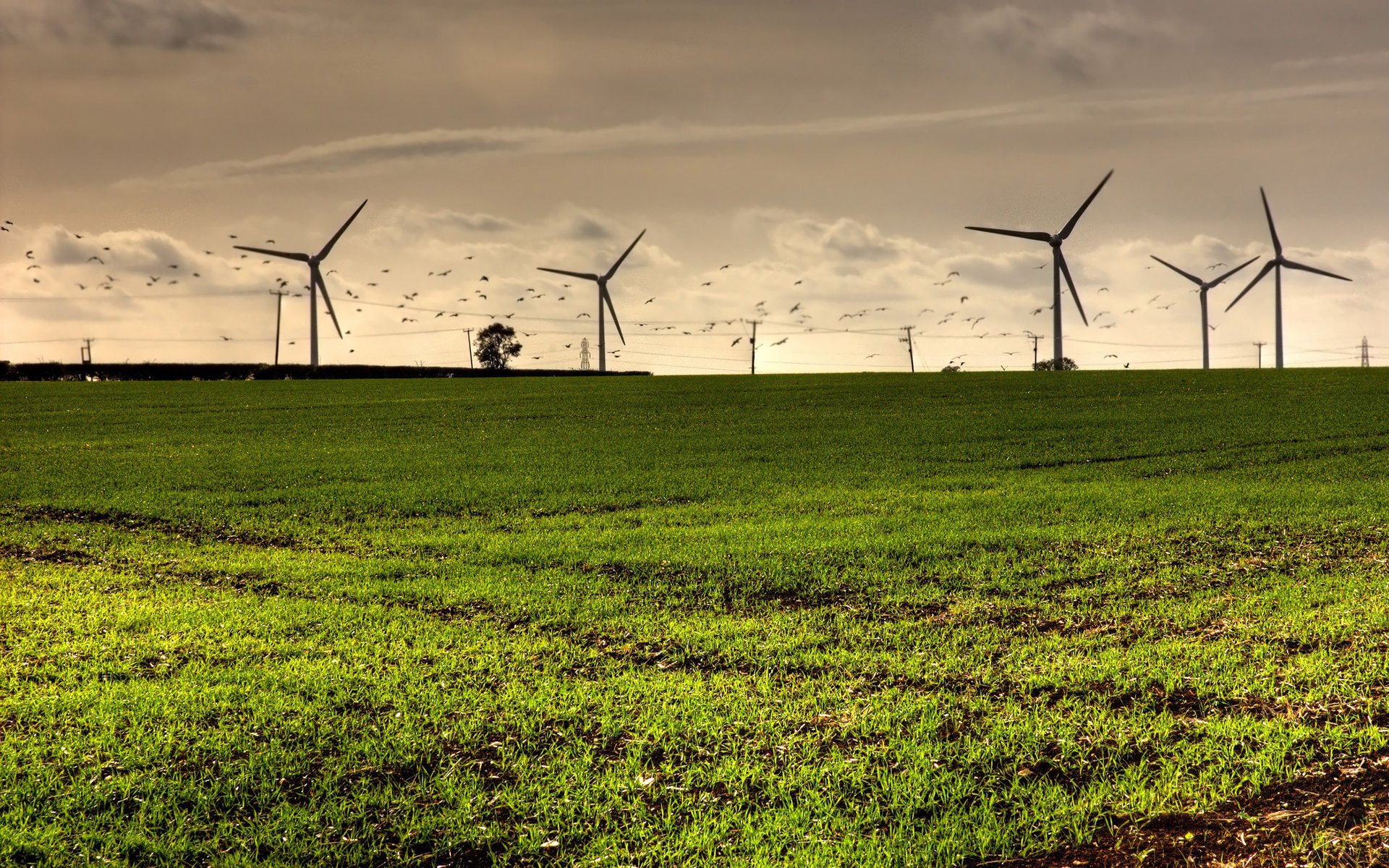 wind turbines nature ecology electricity field air wind sky energy greenery clouds clouds grass bird