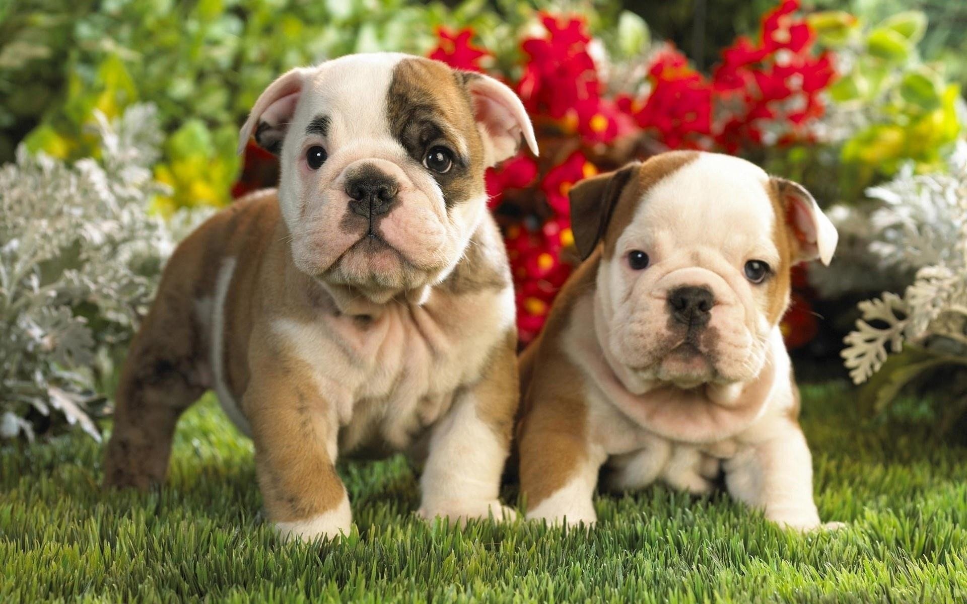 chiots fleurs deux enfants herbe verdure chiens couple animaux chiens duo regard yeux anglais bouledogue