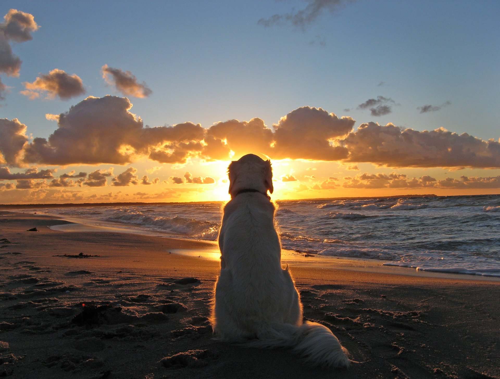 dog friend ocean sea sun sunset sky clouds horizon sadness loyalty animals dogs woof-woof-ry-ry