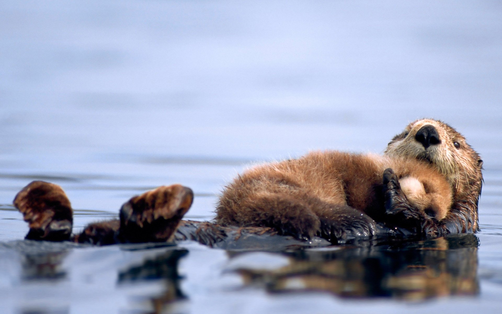 lontra marina cucciolo acqua dormire animali natura mare famiglia foto sentimenti