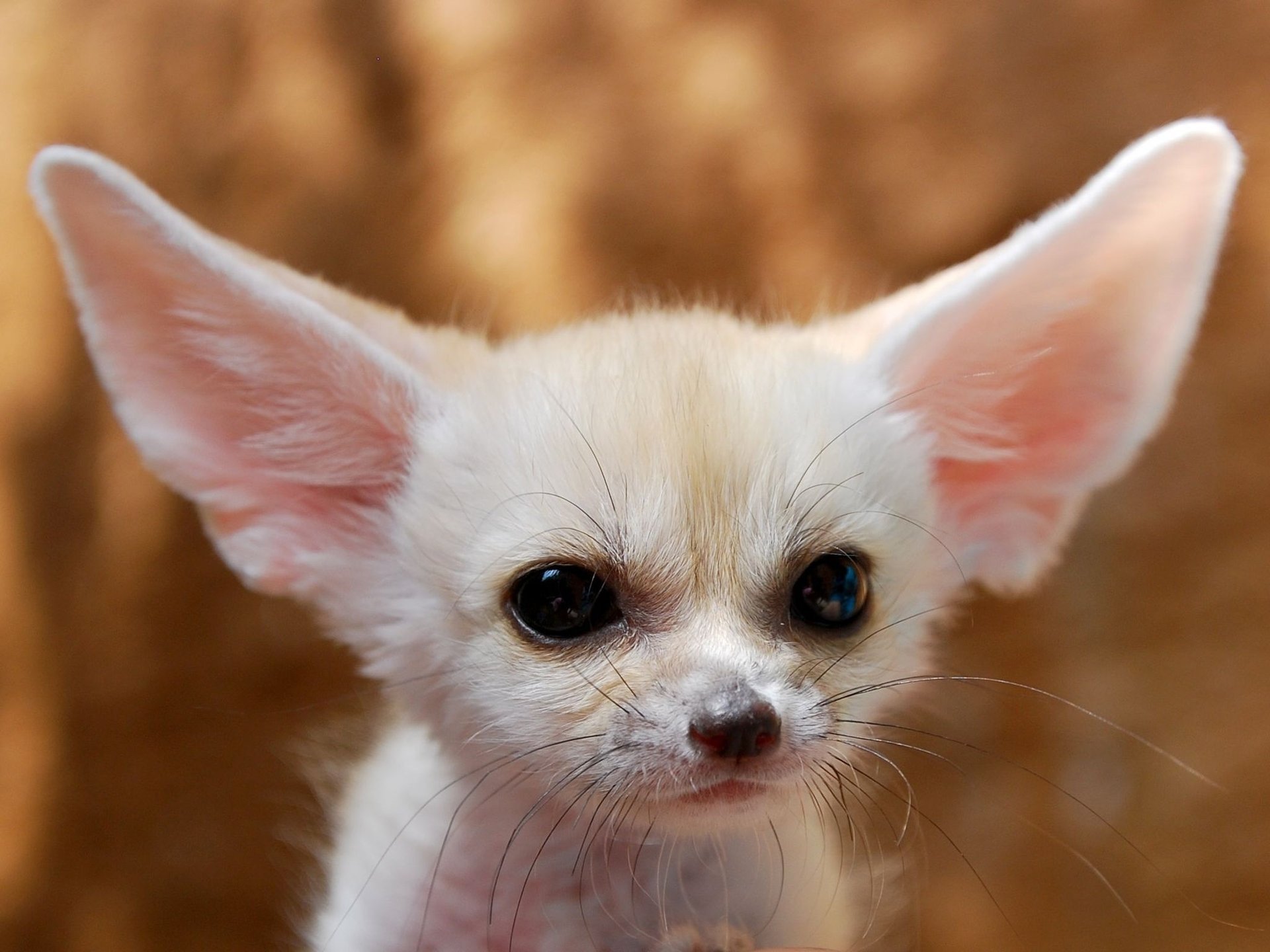 fennec fox zorro fennec cachorro orejas bigote ojos perro mirada calor fondo cálido lana perros guau-guau-guau-guau