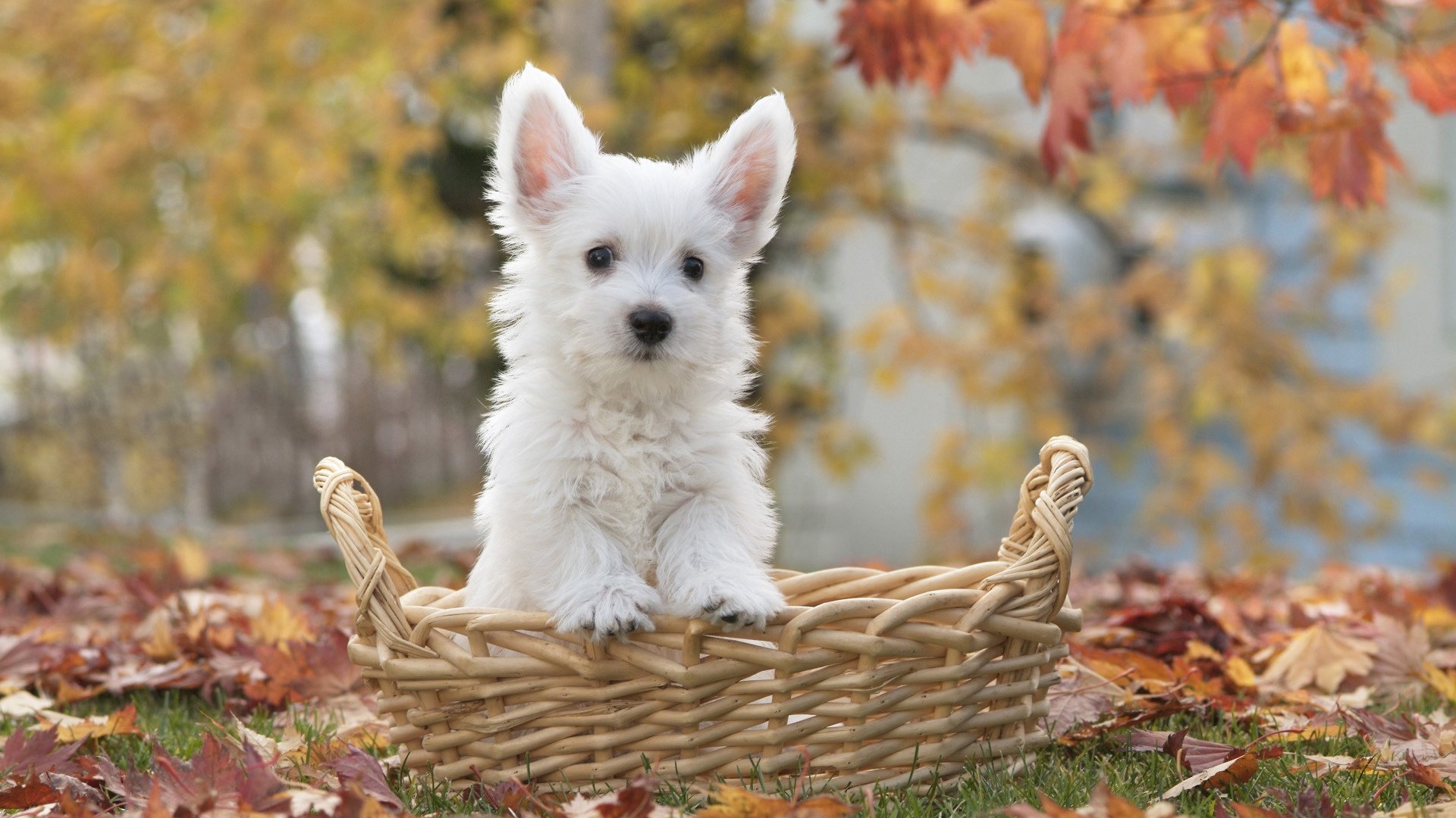 terrier chiot chien panier photo automne terre feuilles chien blanc feuillage museau terrier