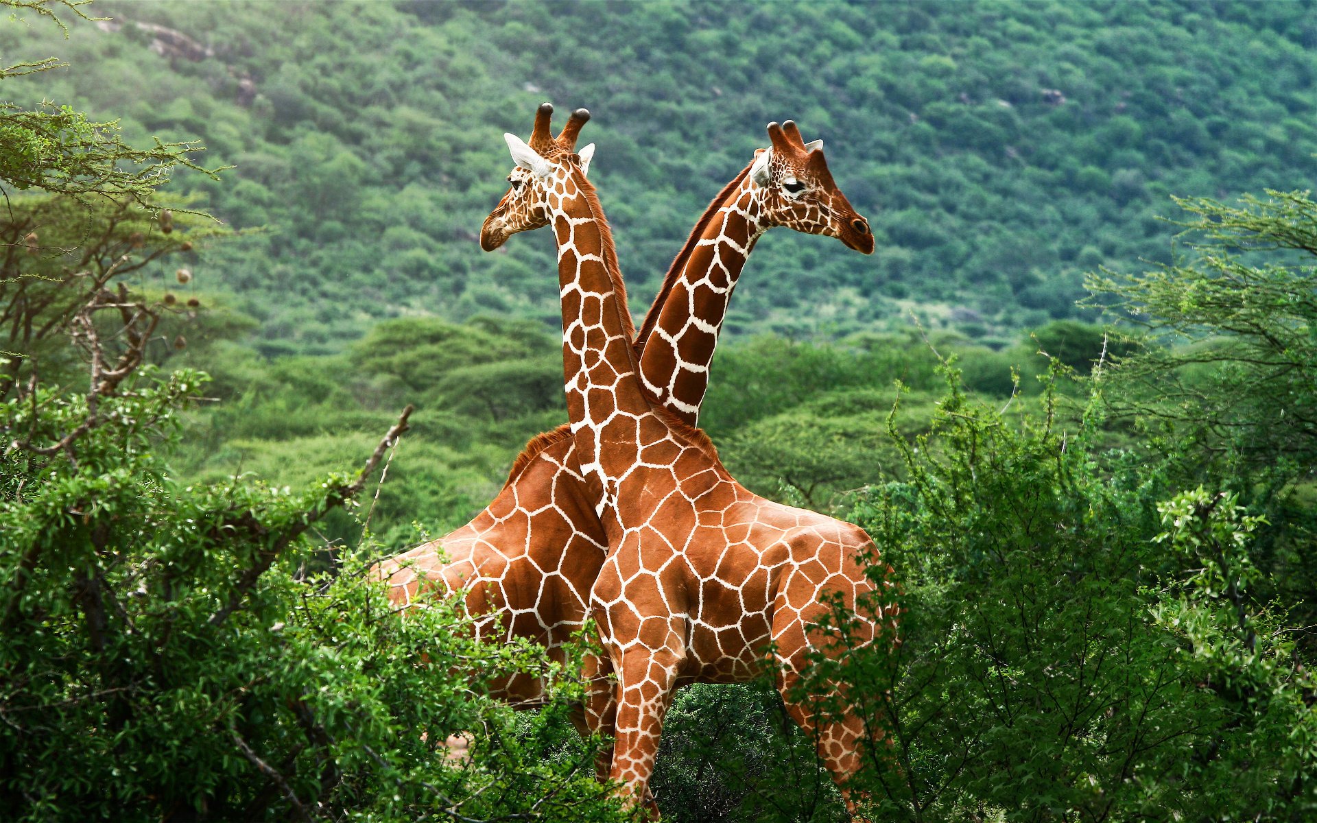 giraffen üppige vegetation giraffenpaar savanne grün afrika tiere dickicht natur huftiere