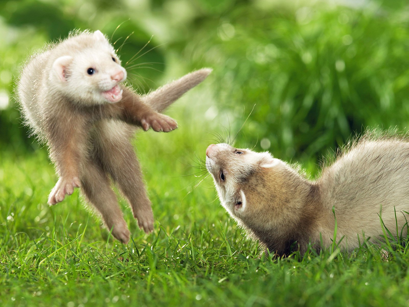 ferrets fretki skok przyjaciele zwierzęta trawa zieleń lato natura para