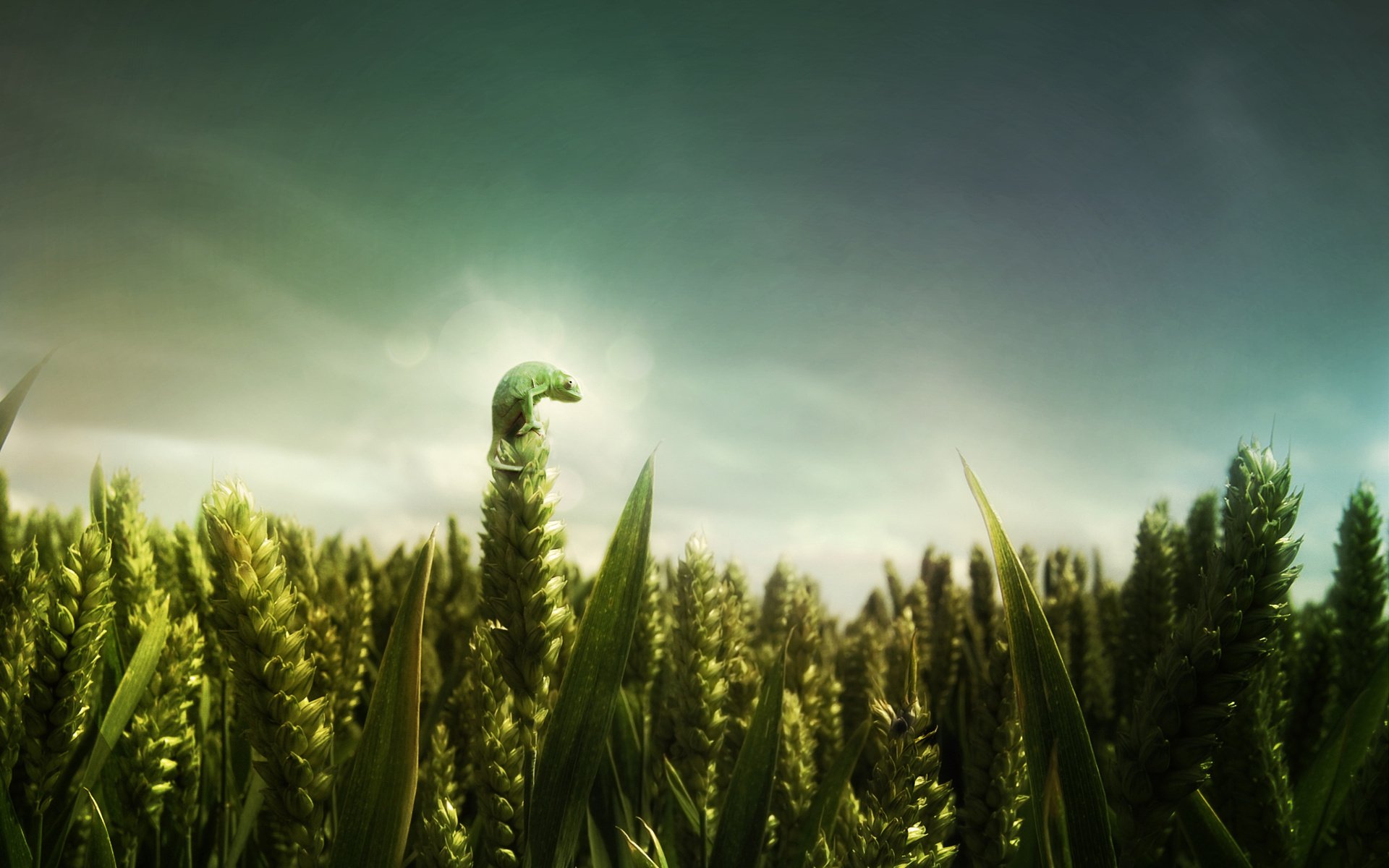 green sunrise feld weizen ähren chamäleon himmel luft grün