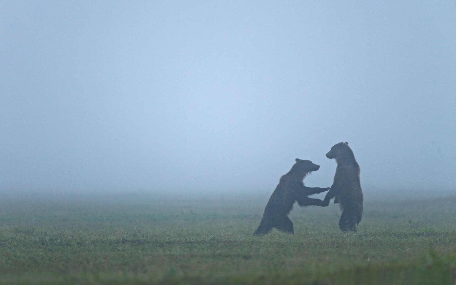 animales nieblas osos bruma oso campo juego niebla