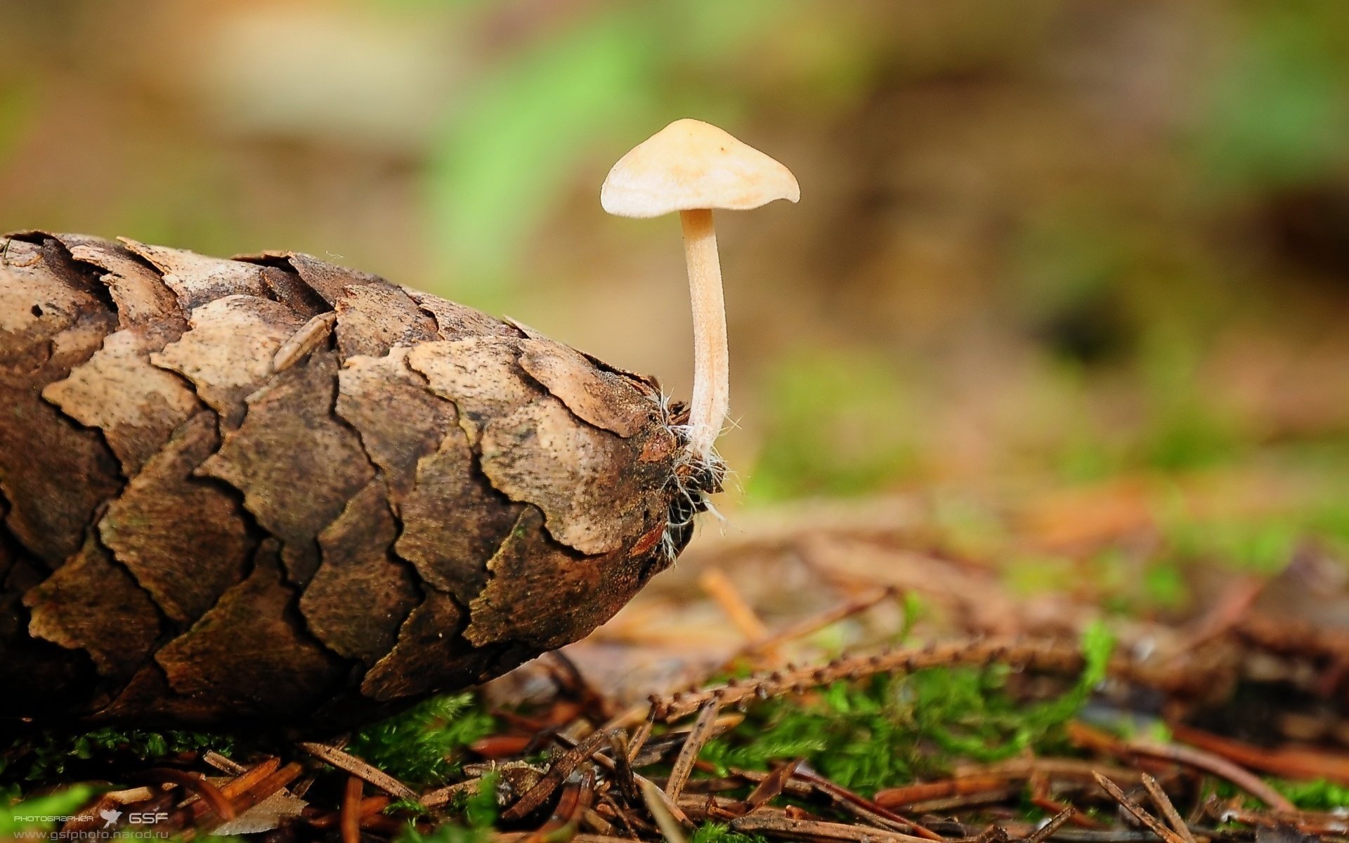 pilz zapfen fichte nadeln leben makro