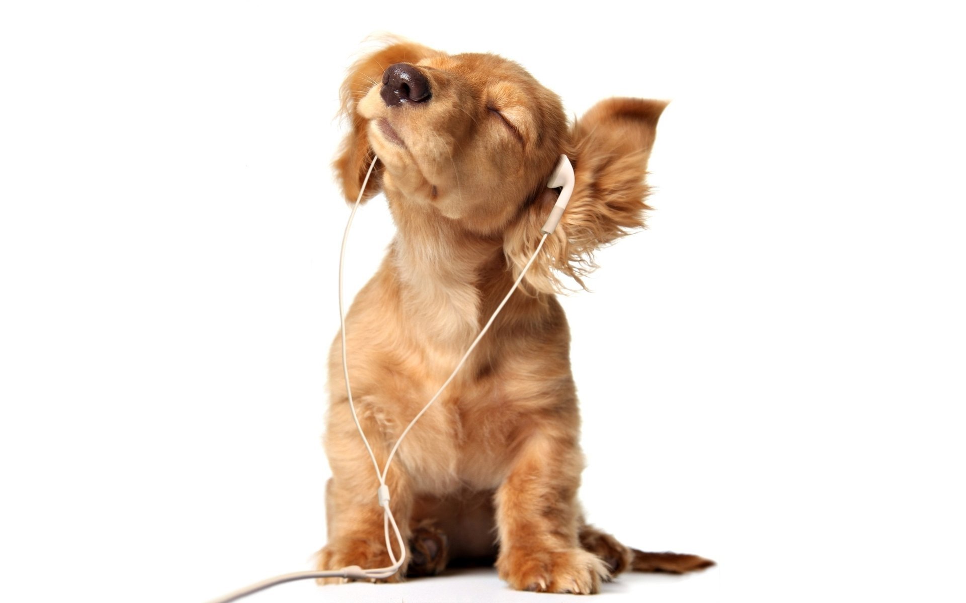 baldets dog ears puppy headphones background nose nirvana white background music mood animals dogs woof-woof-ry-ry