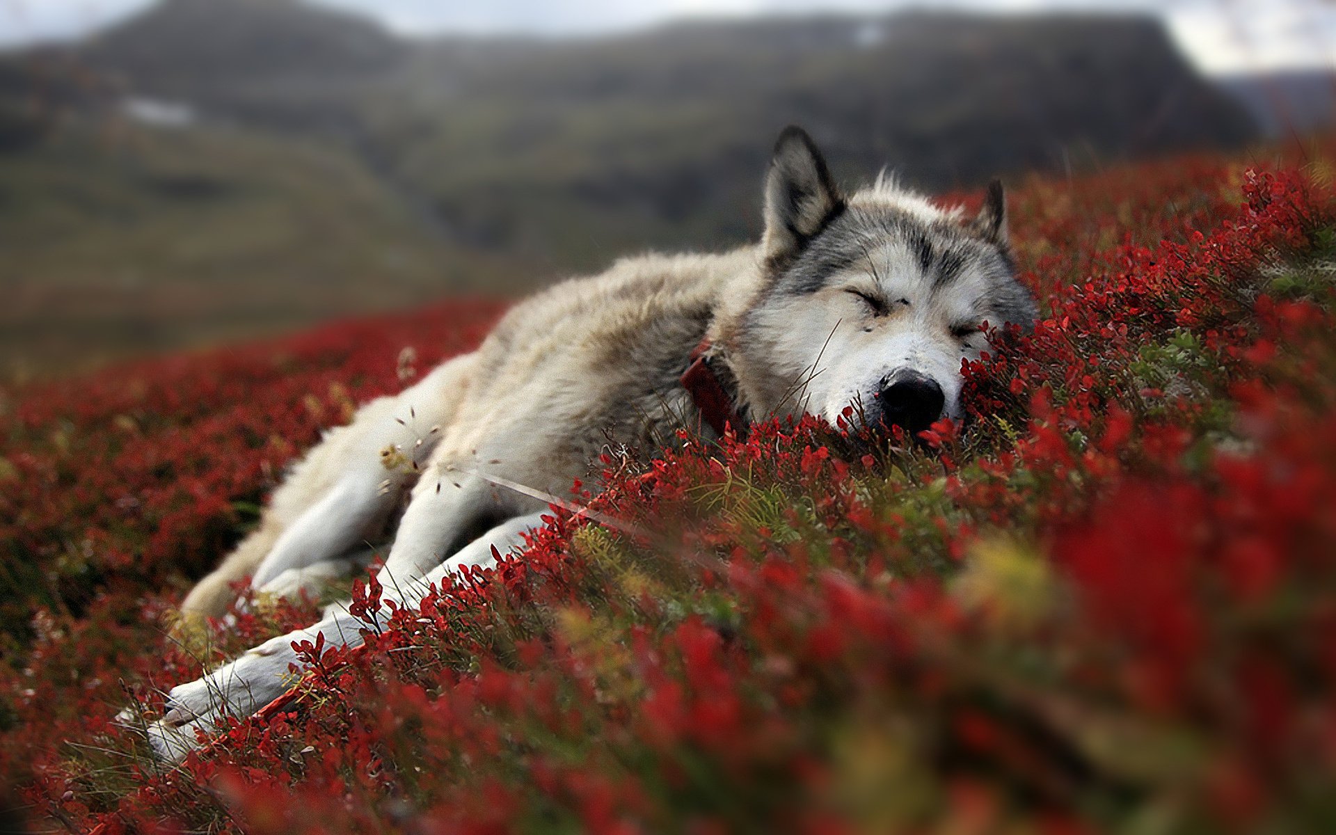 flores perro lobo husky campo sueño serenidad gav-gav-ry-ry