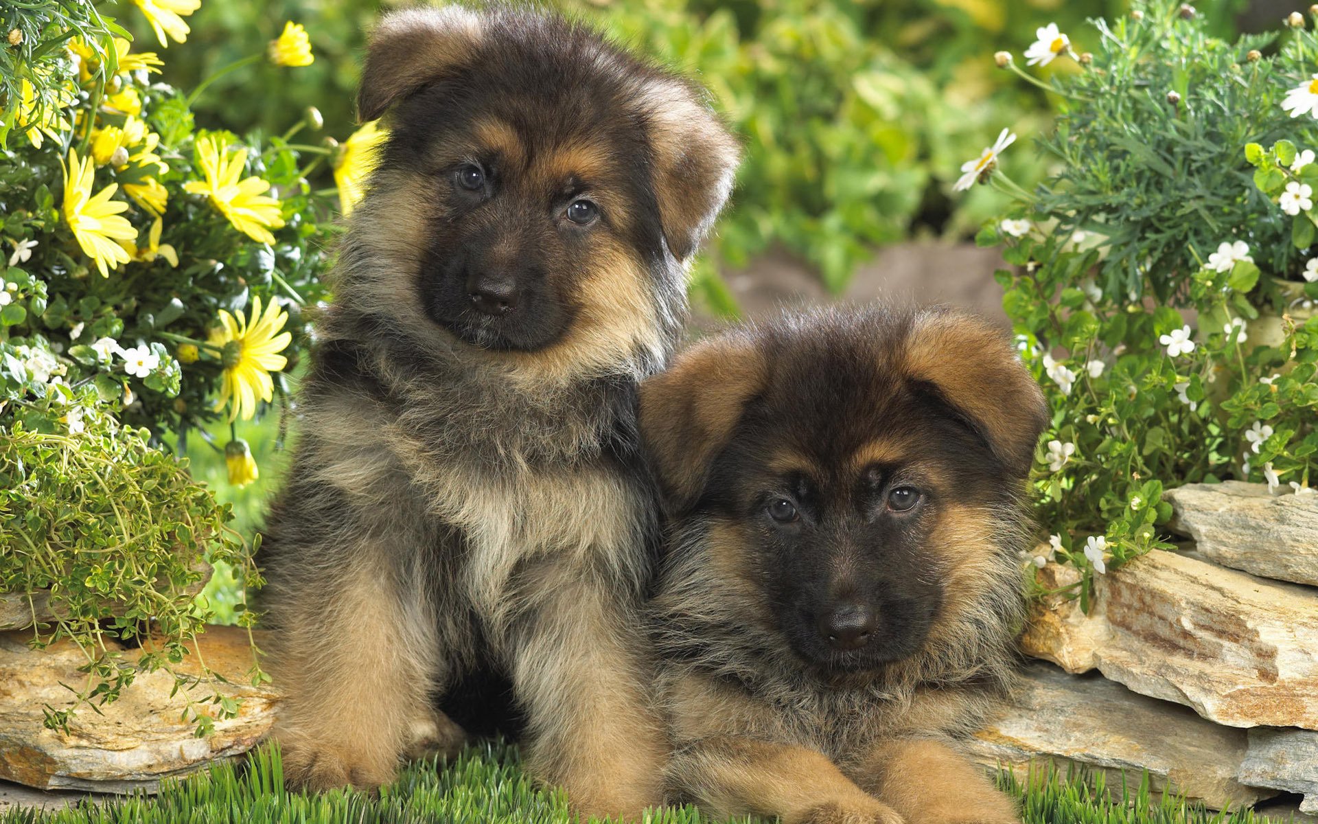 chiots fleurs berger allemand tout-petits deux chiens herbe verdure été toutous couple animaux chiens regard yeux museau houblon-houblon-houblon