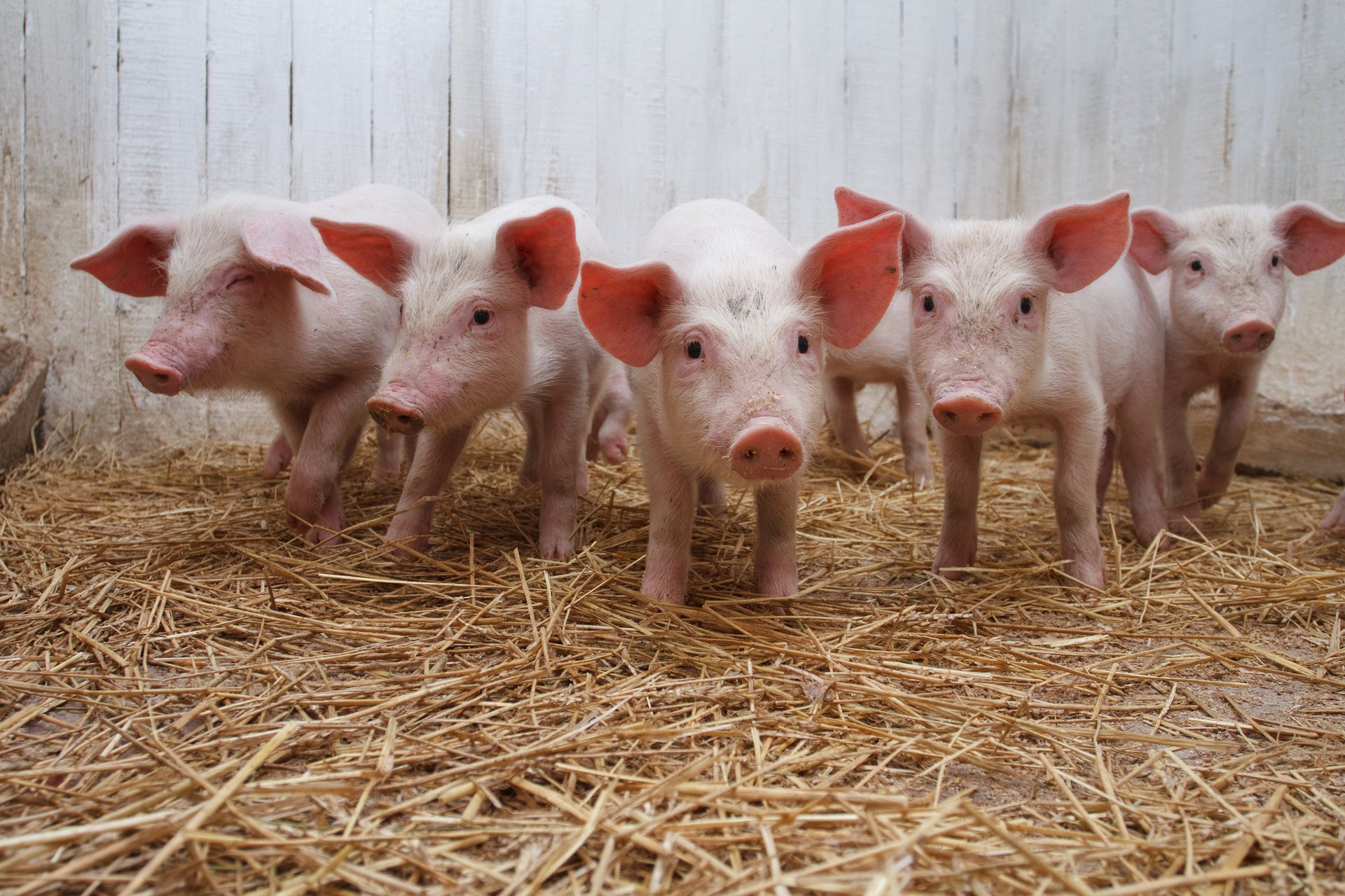 maiali fieno maiale azienda bambini animali