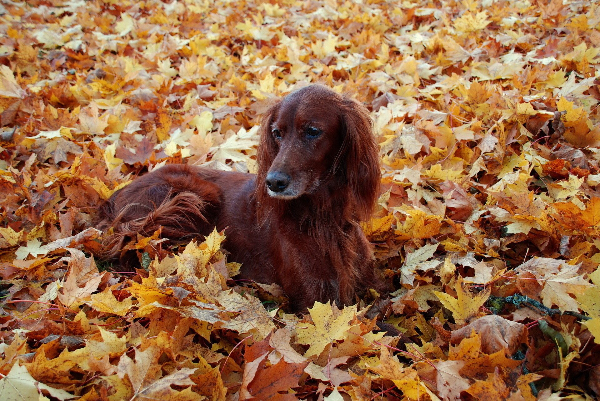 chien beaucoup de feuilles feuilles d érable tapis de feuilles irlandais setter feuilles ami automne chien feuillage repos animaux chiens regard gave-gave-ry-ry