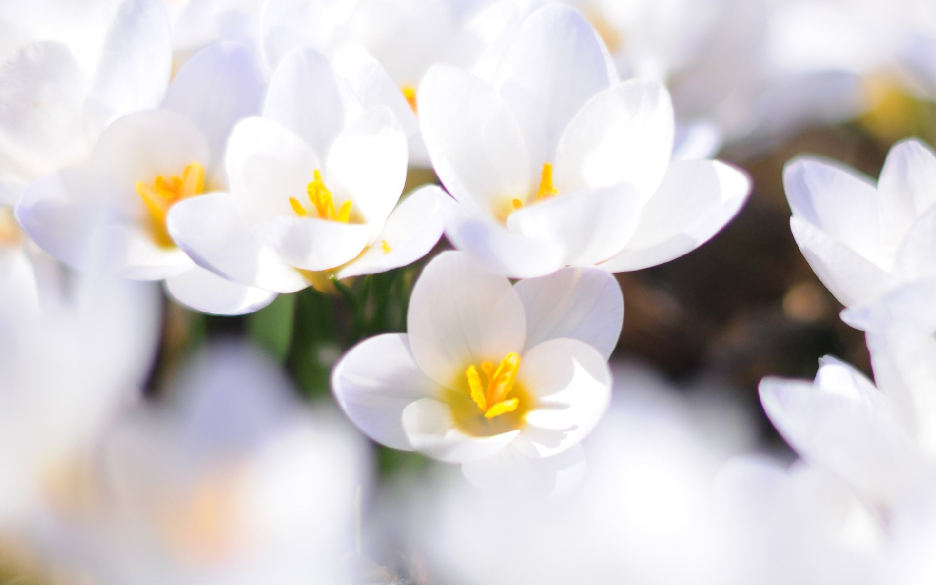 flowers crocuses spring white macro primrose