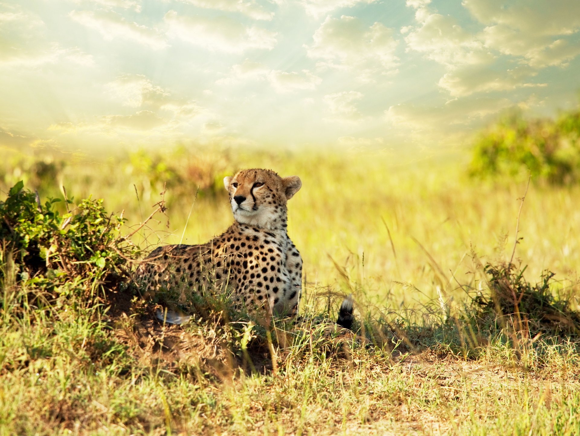 avanna blick afrika gepard savanne cheetah raubtier feld pflanzen büsche bäume himmel wolken wolken sonne warm warmer hintergrund