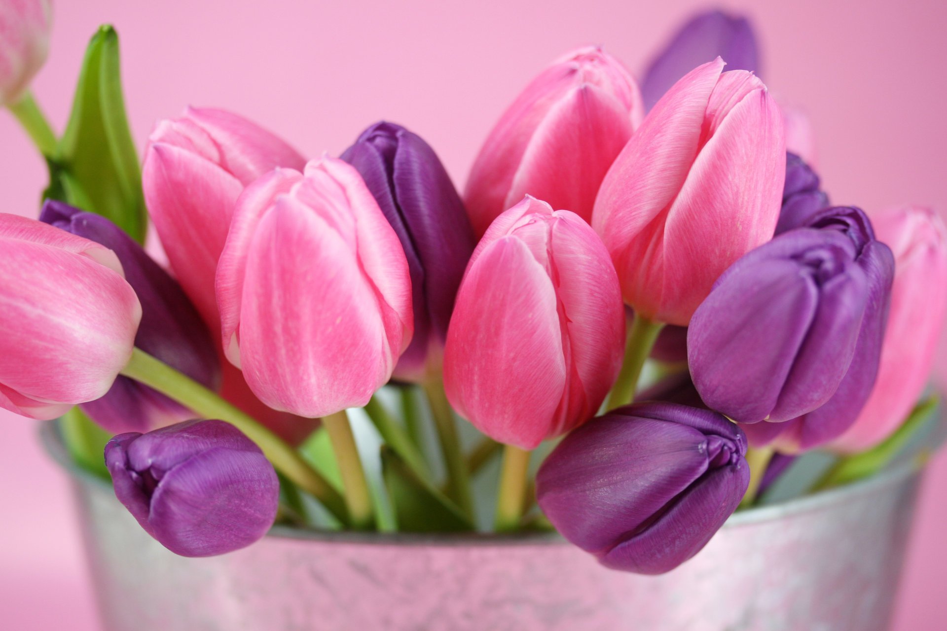 tulips flowers buds purple pink nature