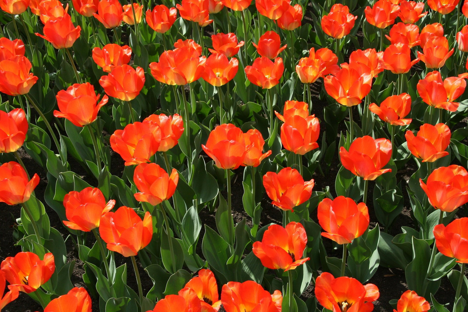 flowers summer nature tulips red holiday field of flower