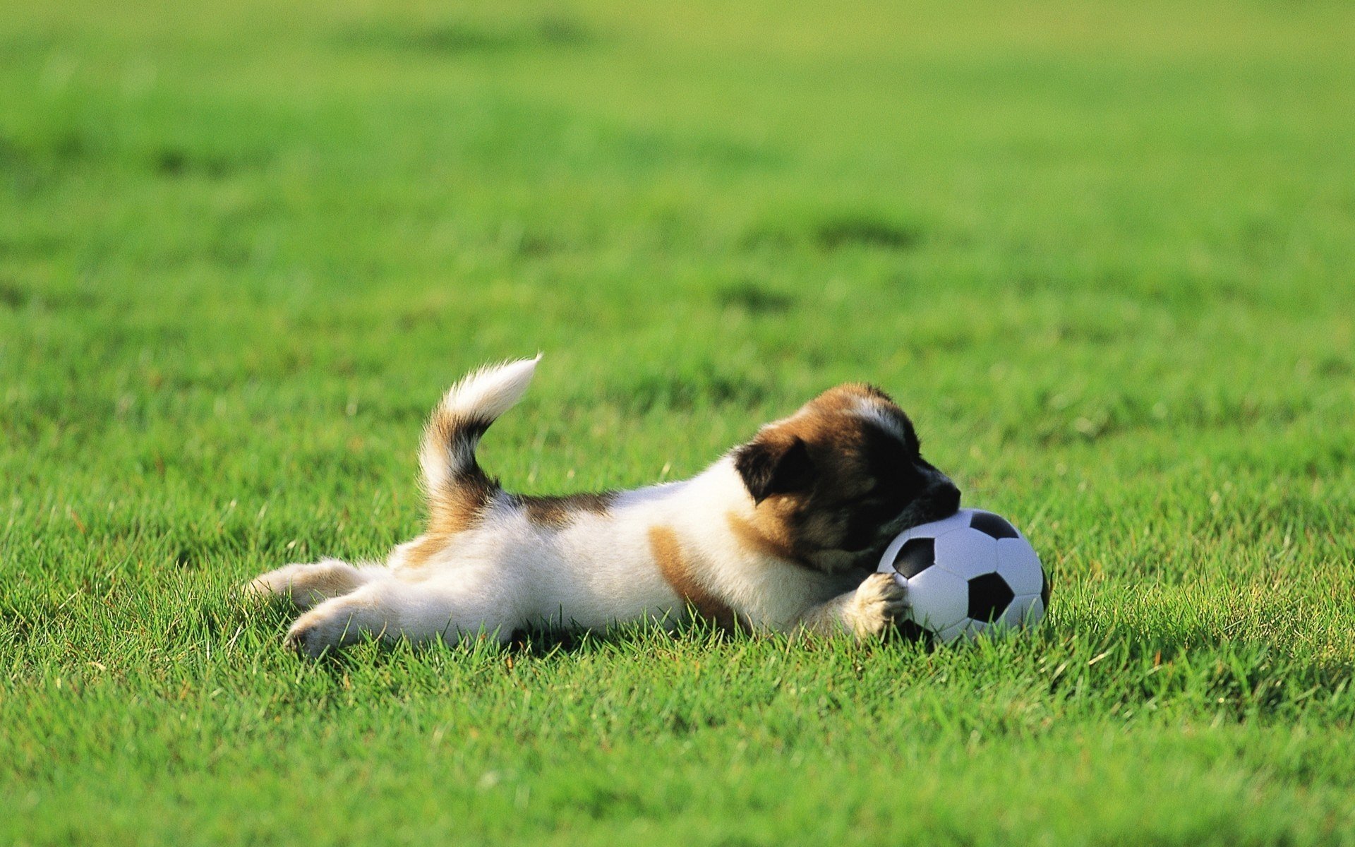 hund ball gras welpe rasen spielen grüns ball fußball pferdeschwanz tiere hunde