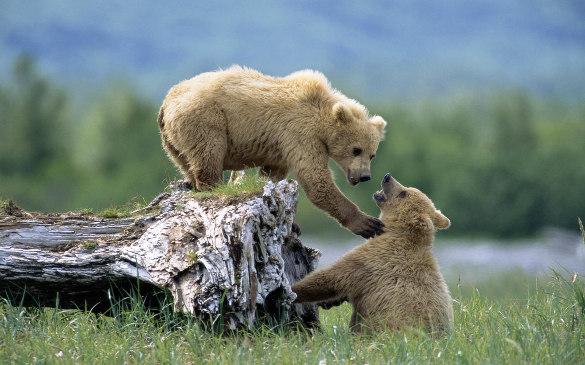 animales hierba cachorros oso osos juego dúo pies zambos