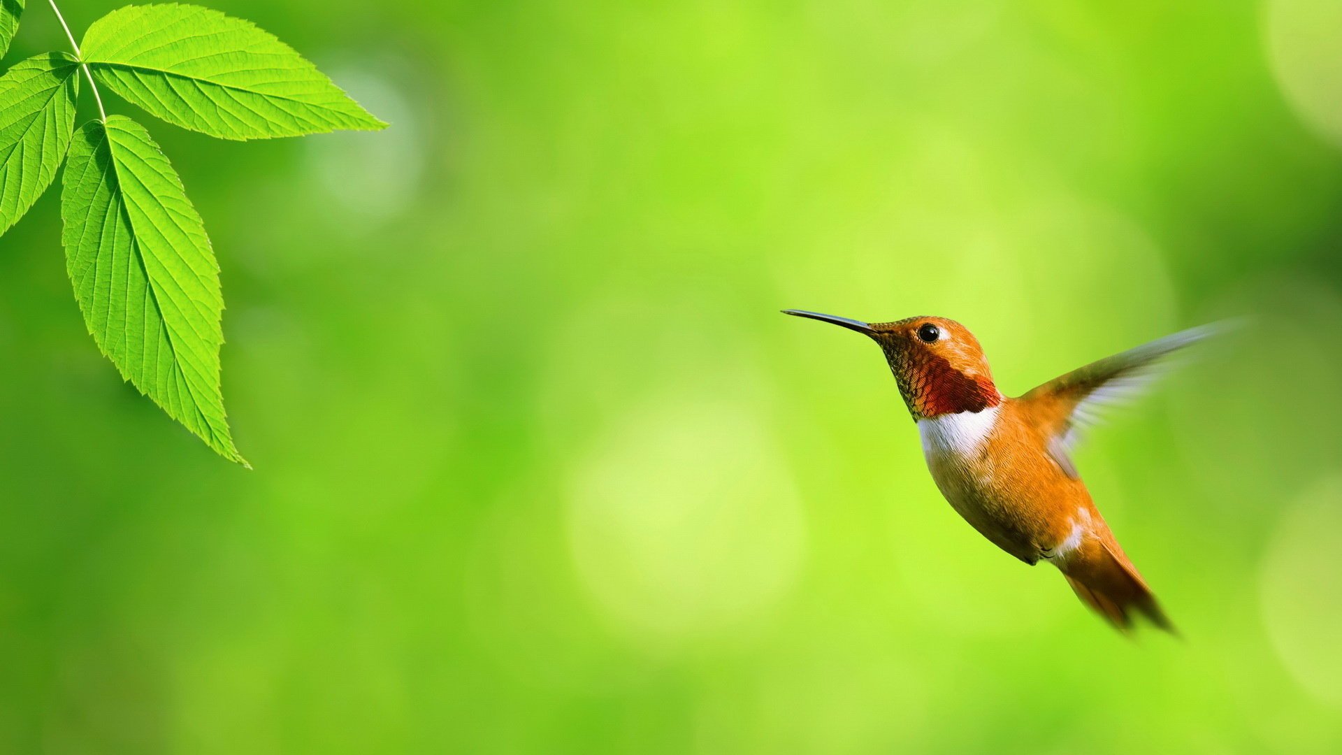 hummingbird bird macro flight animals bird