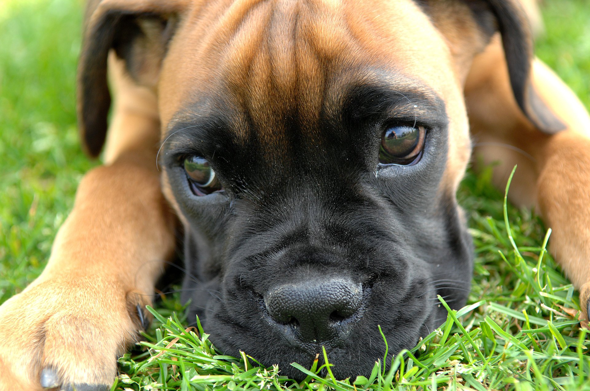 boxer piccolo cucciolo zampe occhi sguardi naso boxer animali cani sguardo muso woof-woof-ry-ry cuccioli