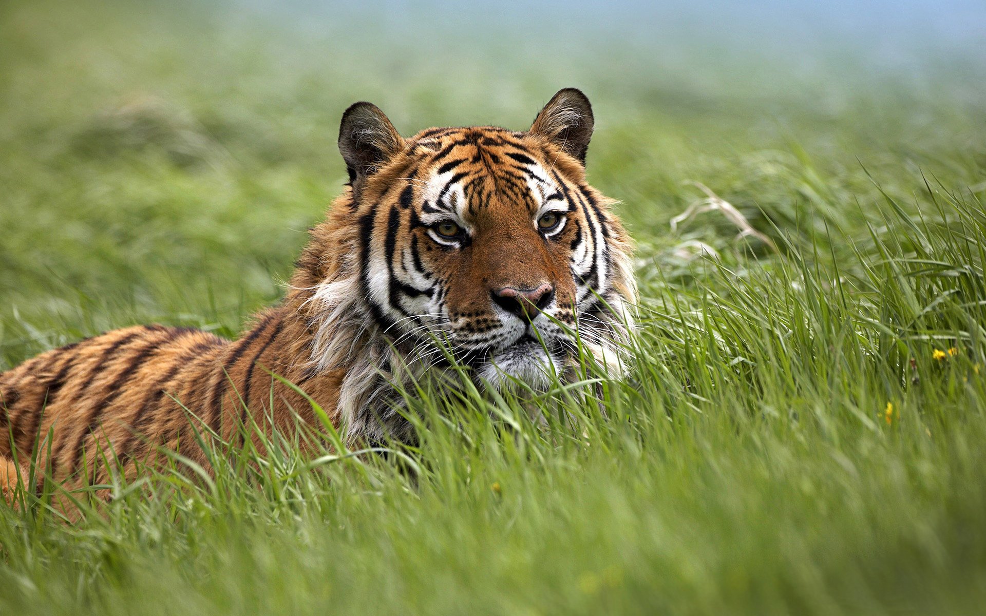 chats sauvages champs champ steppe tigres tigres tigresse animaux félin vue kis-kis-miaou-miaou prédateurs