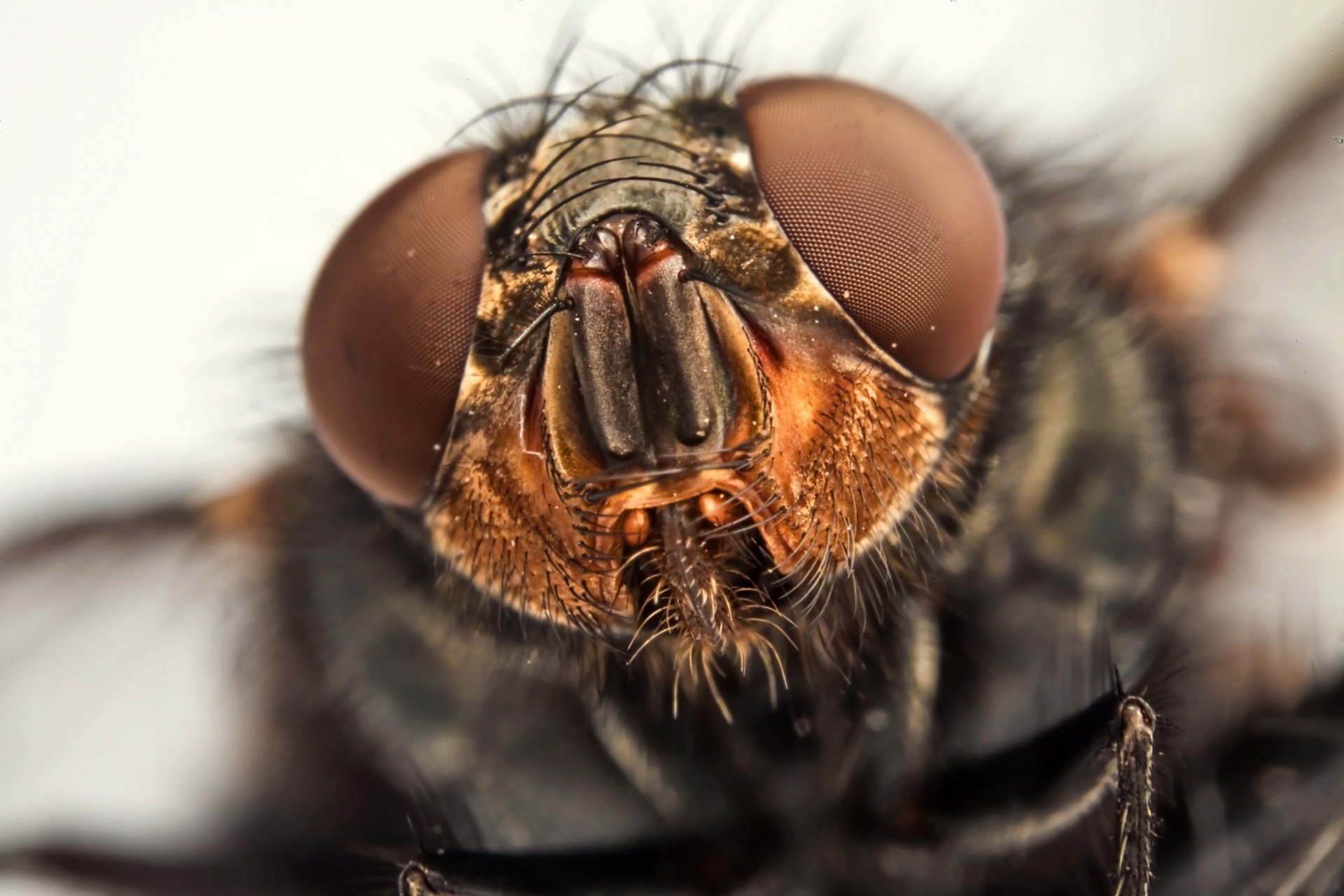 mosca occhi sfaccettature macro animali insetti