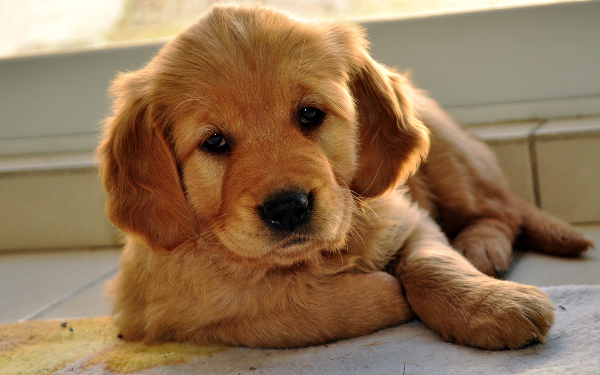 labrador retriever look puppy doggie