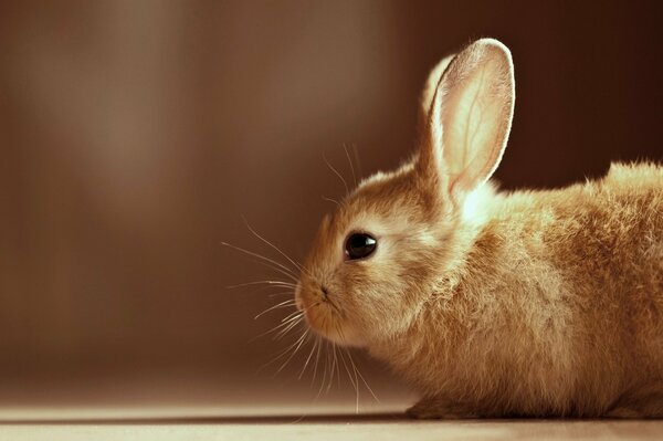 Beige baby rabbit looks in profile