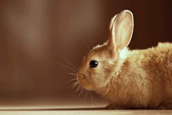 Lapin beige regarde de profil