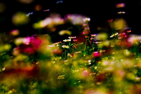 Kwiaty i trawa na mikro kamerze