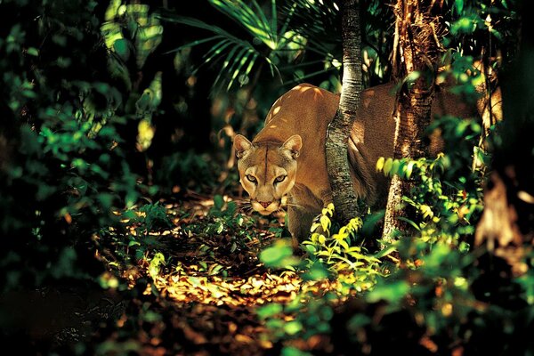The look of a predator. Rays of light in the jungle